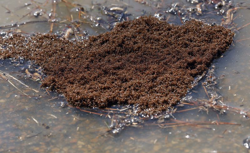 Fire ants are headed north: Watch out for mounds, wear close-toed shoes and lose the shorts