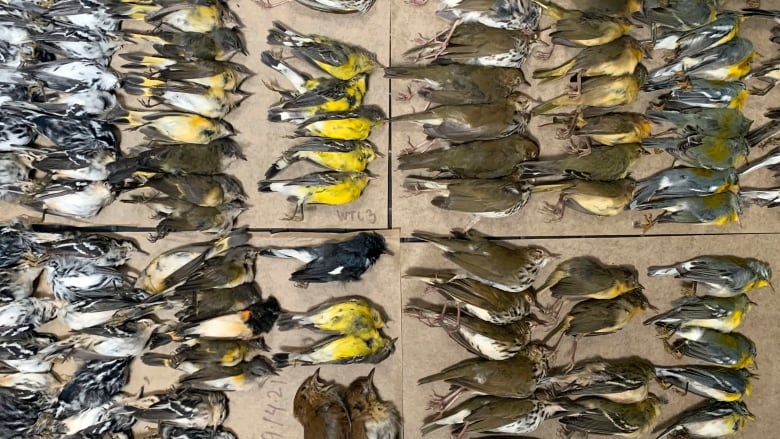 Hundreds of migrating songbirds crash into New York City skyscrapers