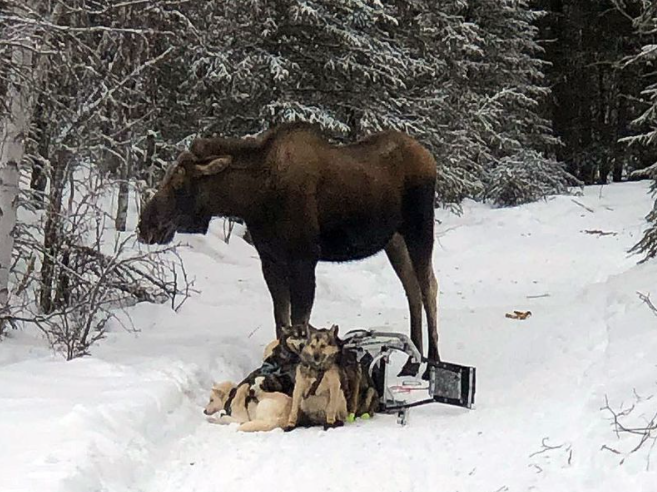 Moose attacks, tramples Iditarod team, leaves four sled dogs severely injured