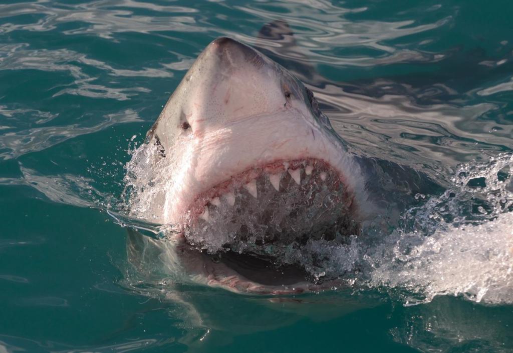 Long Island adds shark patrols after man bitten; Tri-State beaches gear up for July 4