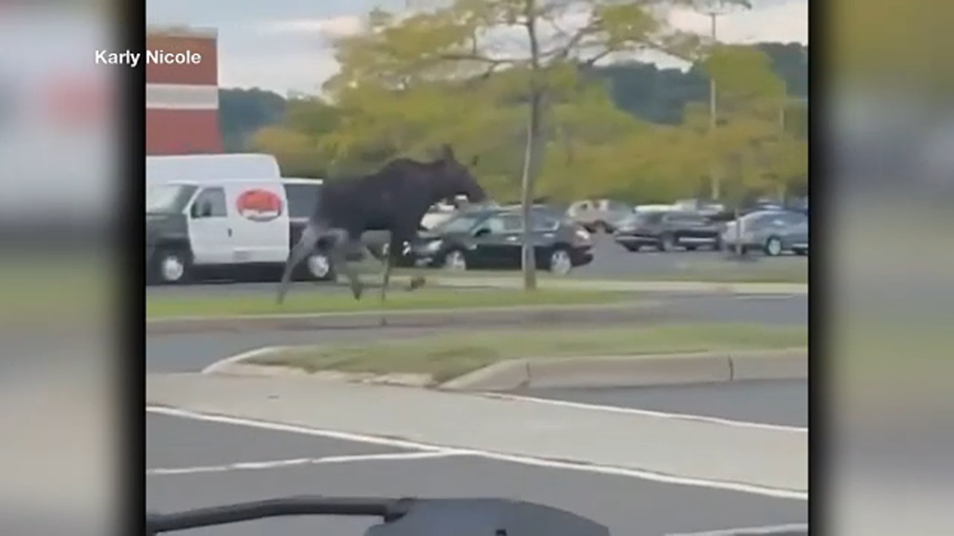 Video shows moose on the loose in Connecticut parking lot