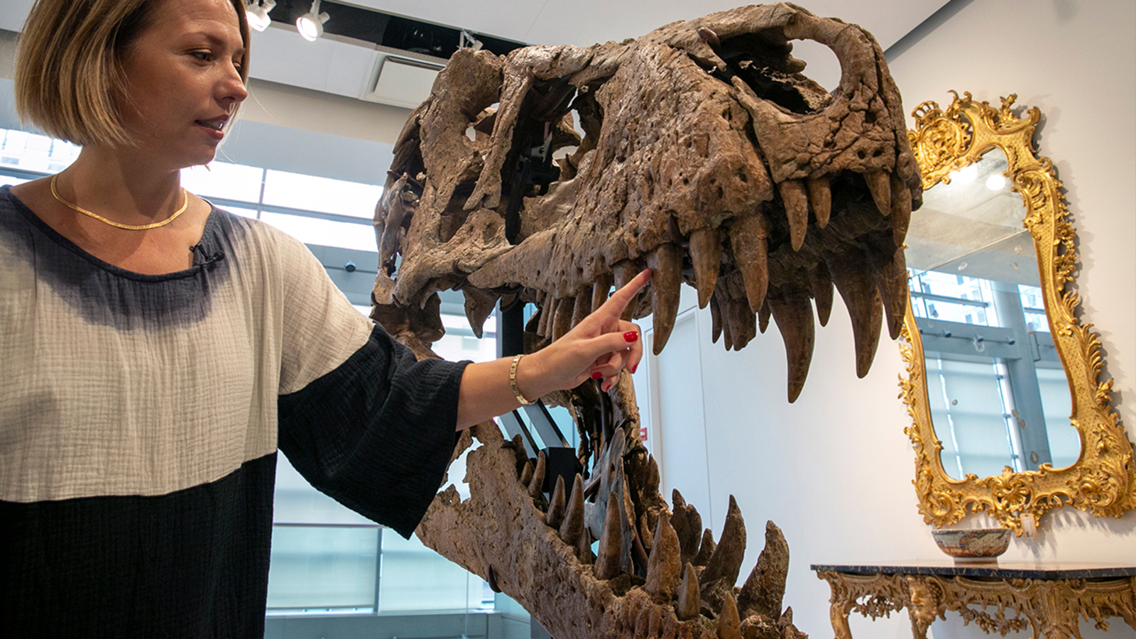 T rex skull nicknamed Maximus to be auctioned in New York City