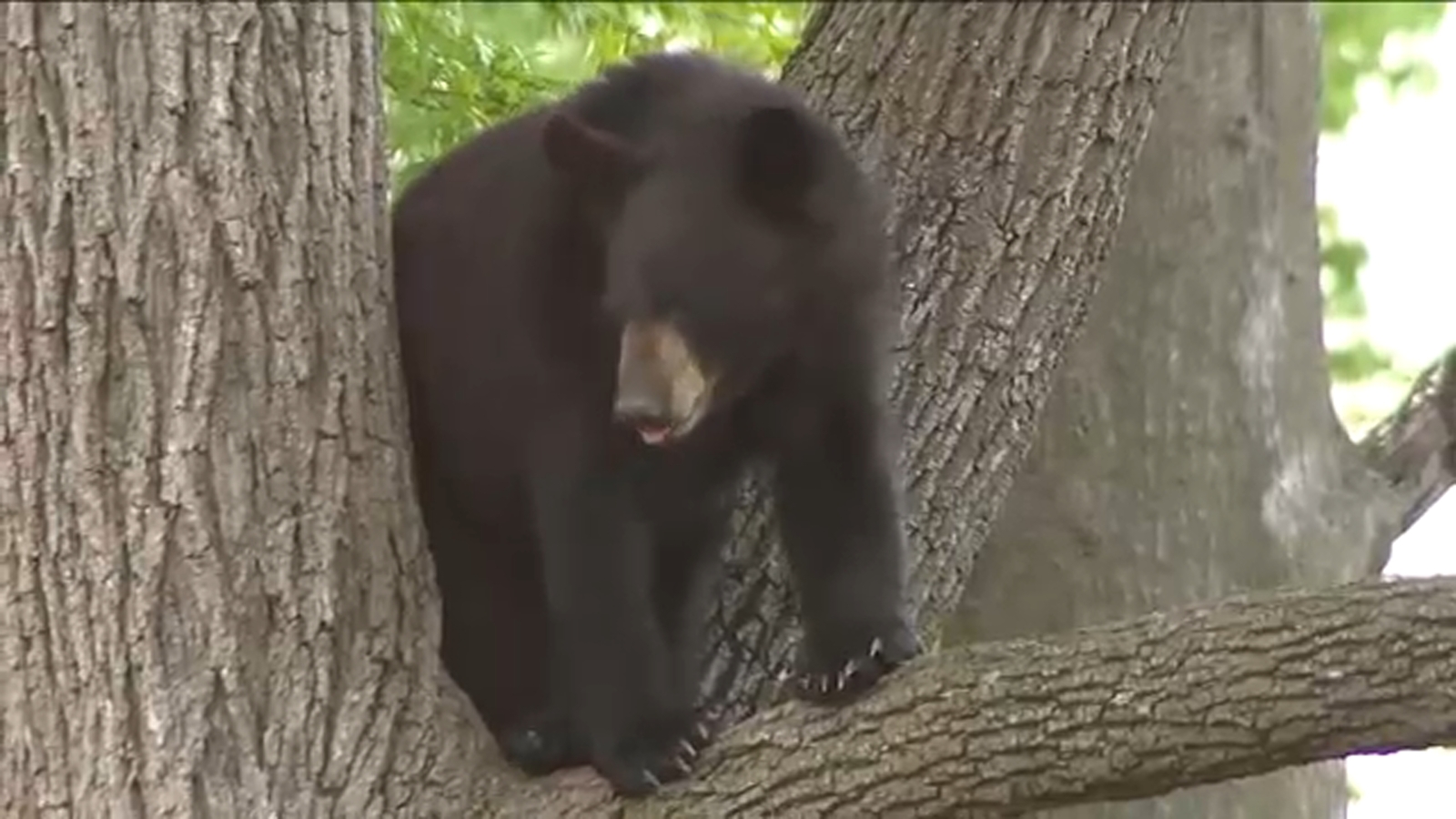 New Jersey bear hunt returns despite efforts by animal rights groups to ban it