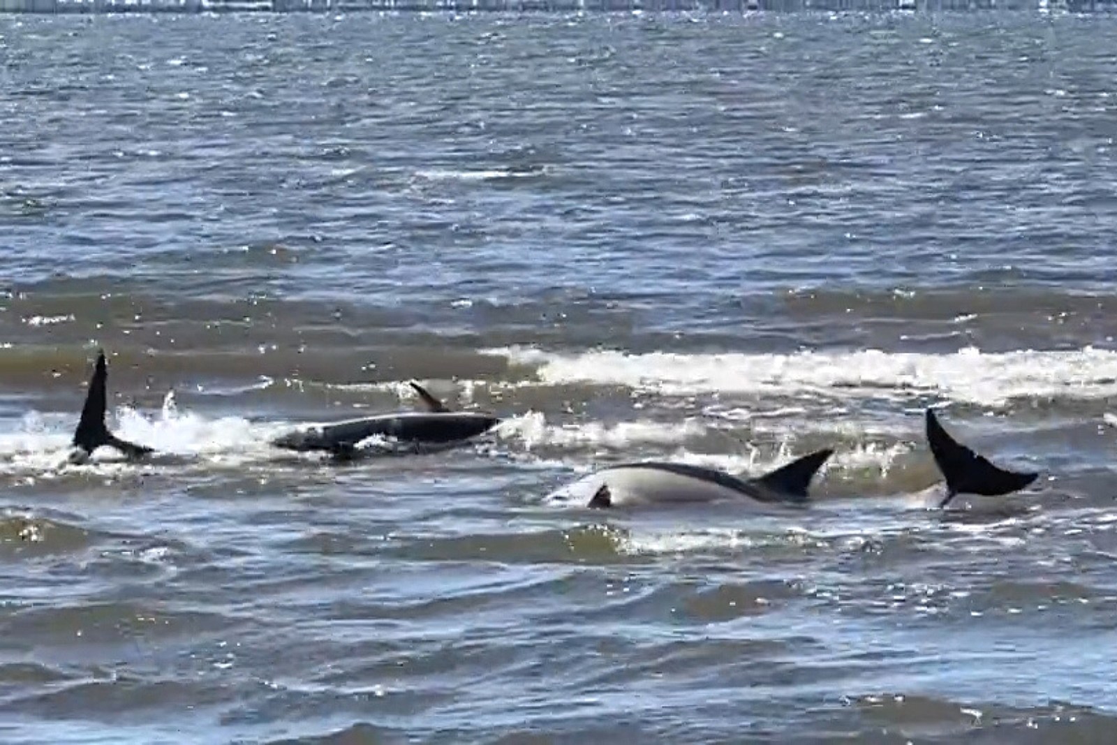 3 dead dolphins washed ashore at Sandy Hook Bay