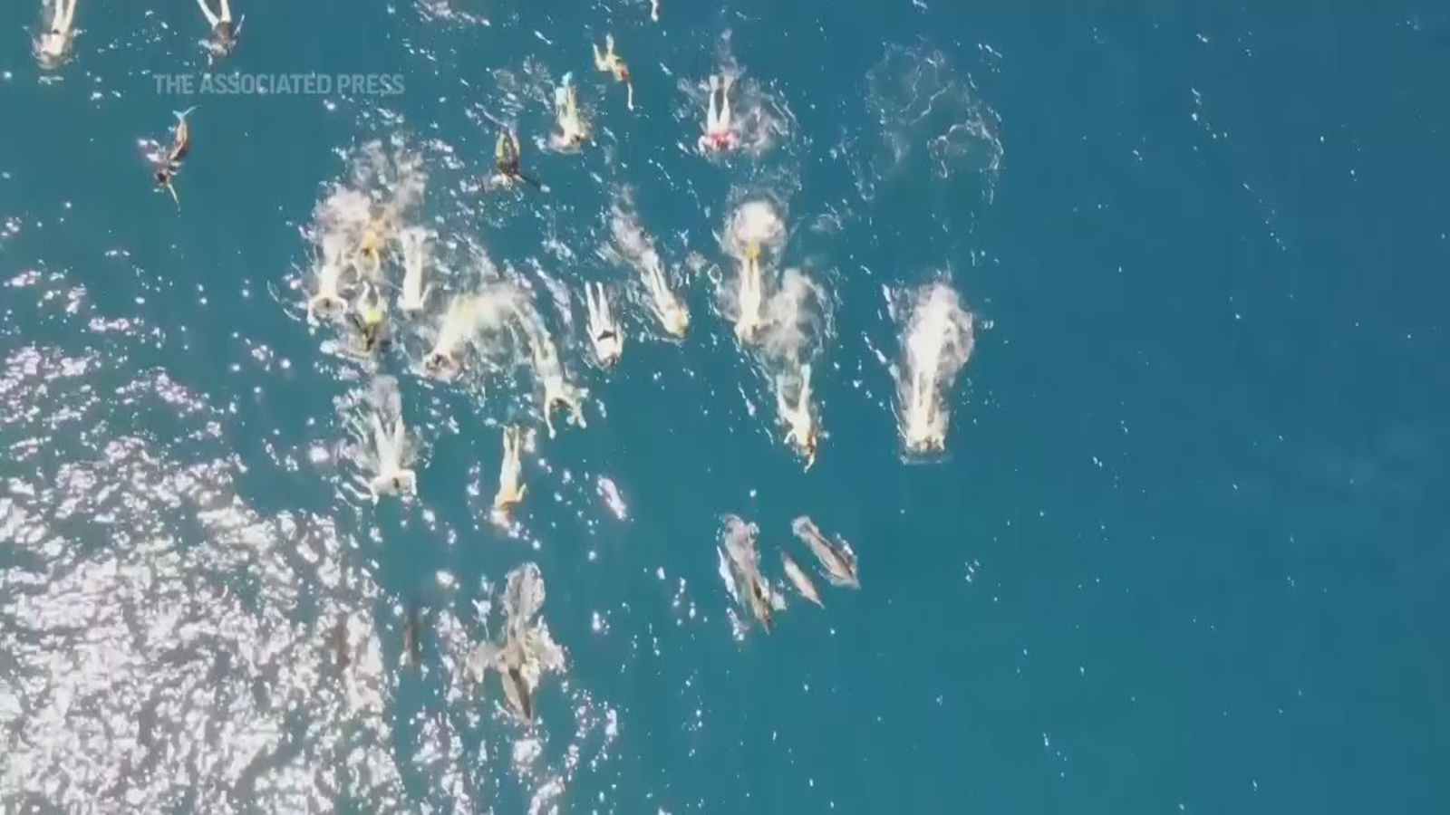 Hawaii authorities say video shows 33 swimmers harassing wild pod of dolphins