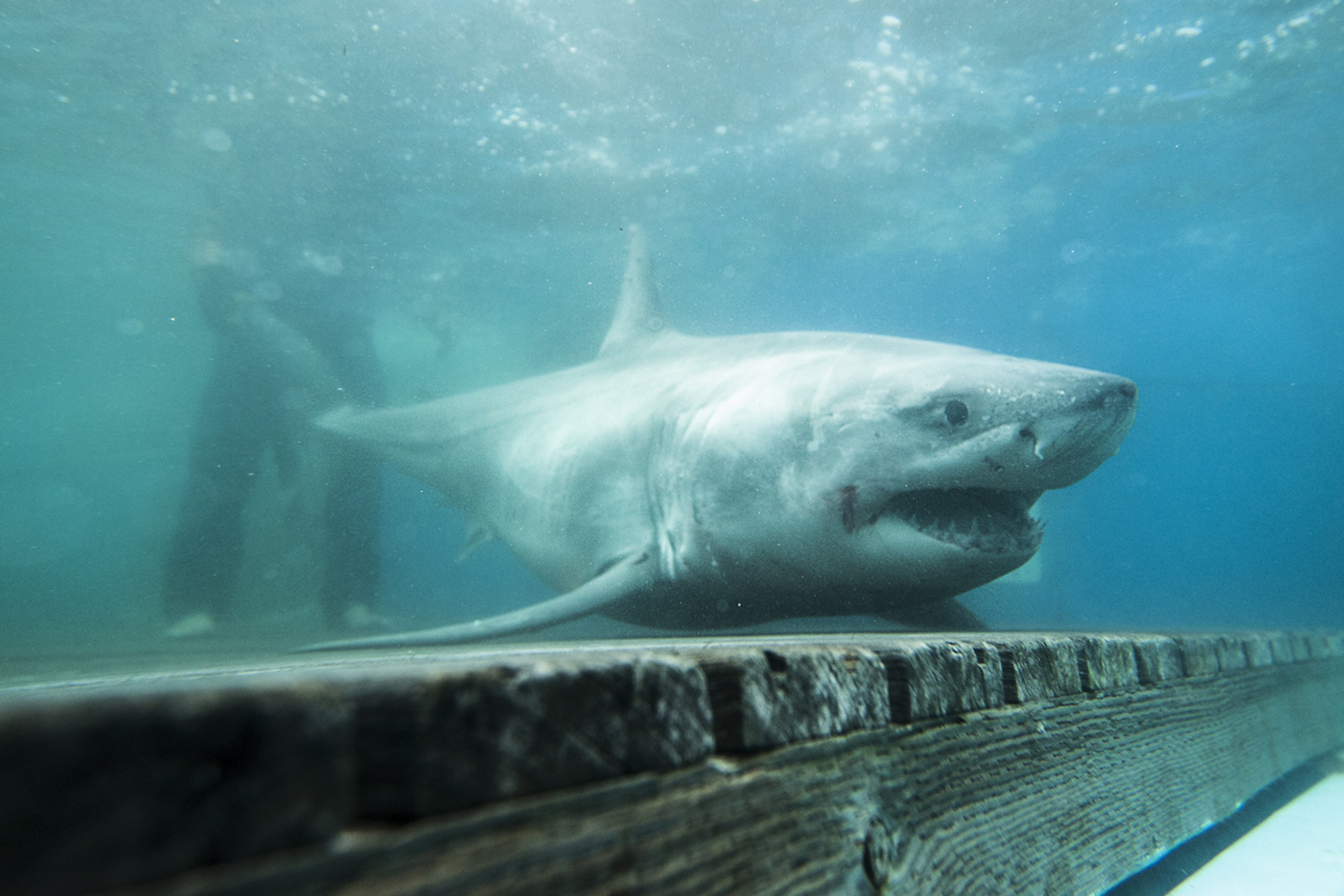 5 great white sharks detected swimming in waters off NY, NJ.