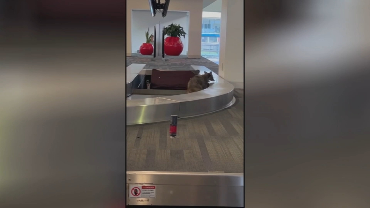 Raccoon runs rampant through Philadelphia airport at baggage claim
