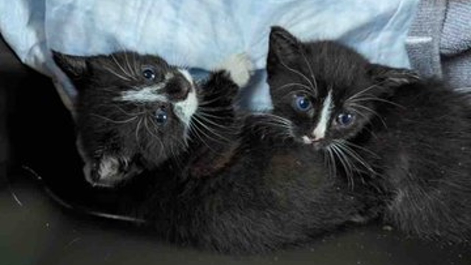 NYPD officers rescue 2 kittens from construction site